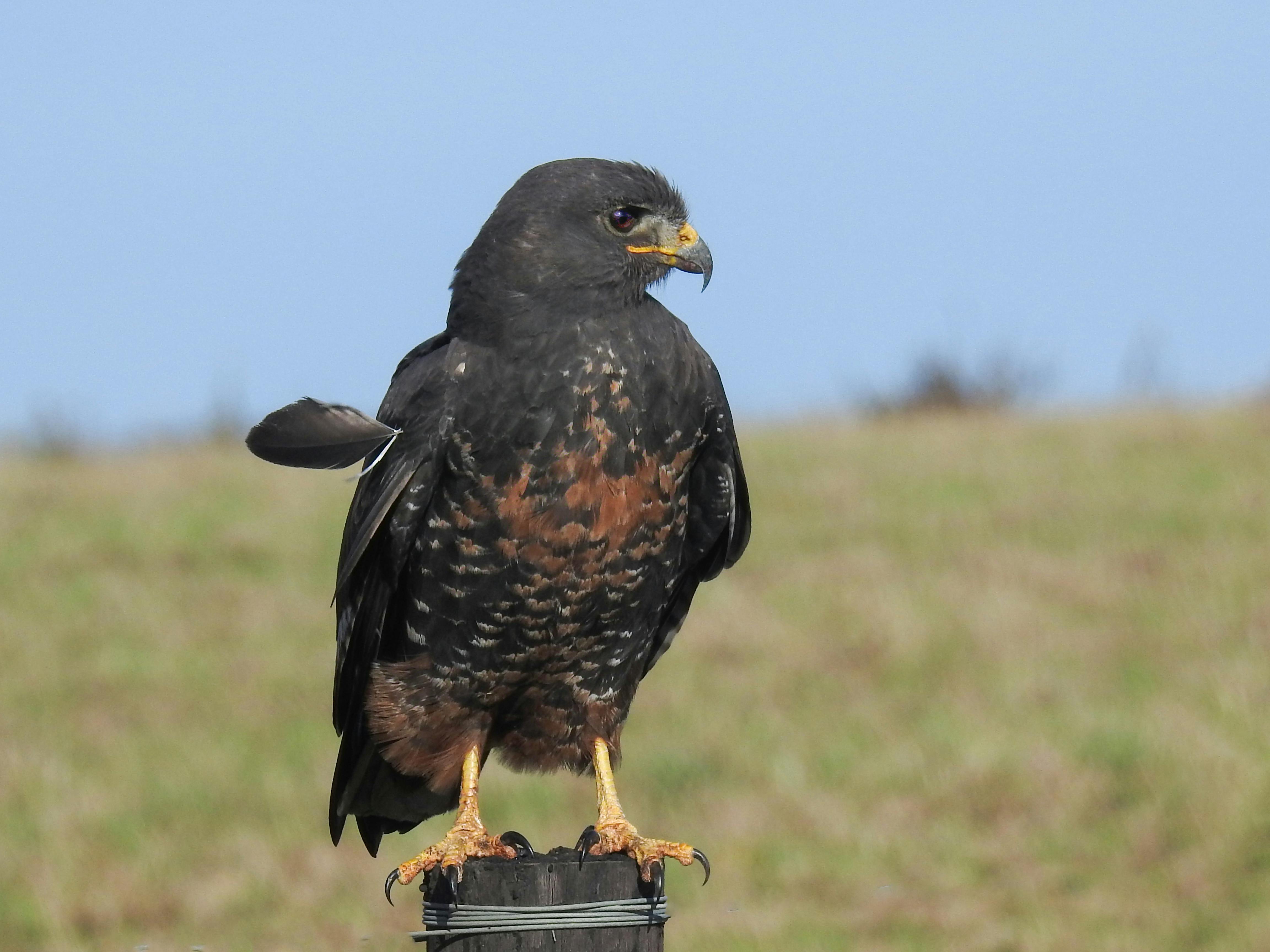 Swainson's Hawk during a nesting survey