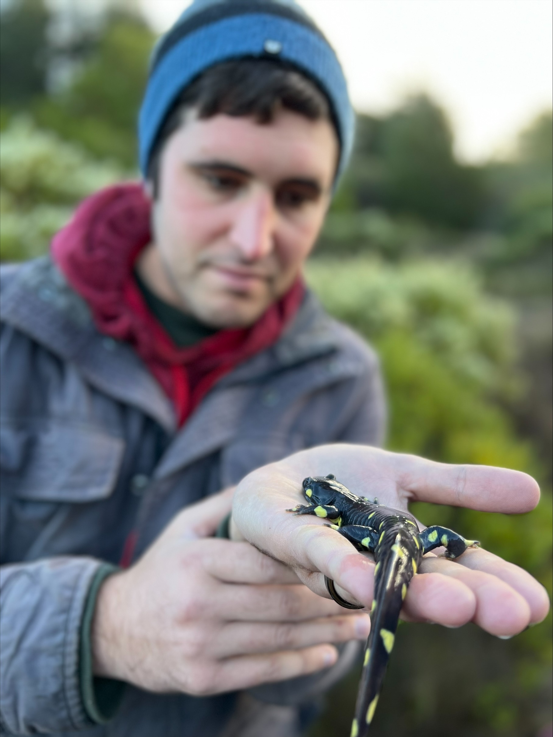 California Tiger Salamander held during a protected-species survey