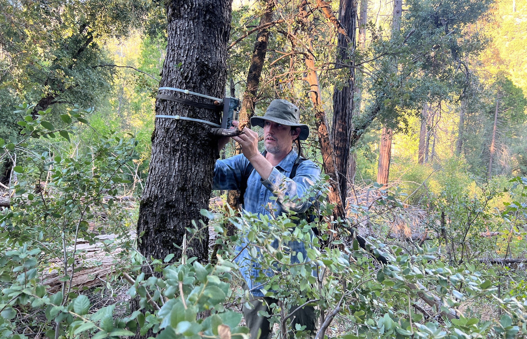 Sierra National Forest biological survey